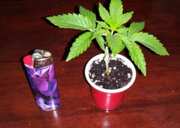 Kanabis në gota uji në Përmet, arrestohet 29-vjeçari