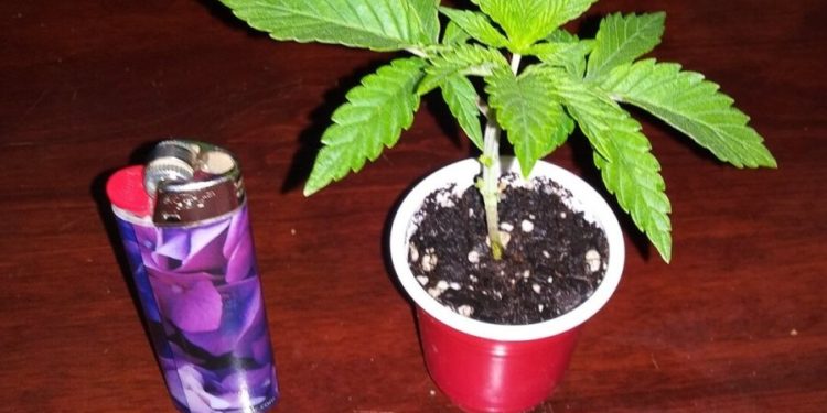 Kanabis në gota uji në Përmet, arrestohet 29-vjeçari