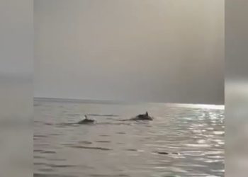 VIDEO/ Shihni spektaklin që dhurojnë delfinët në Vlorë