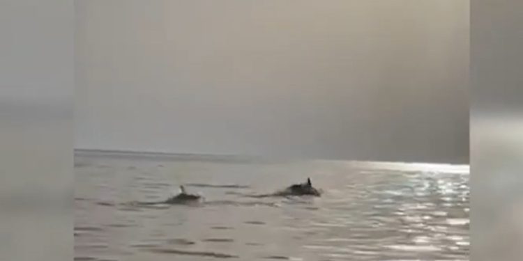 VIDEO/ Shihni spektaklin që dhurojnë delfinët në Vlorë