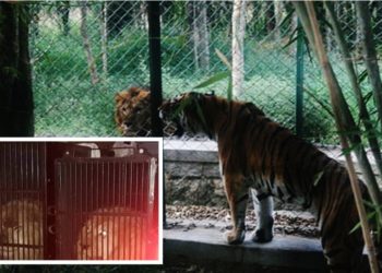 Tigri dhe luanët “shqiptarë”, shkaktojnë skandal në Greqi (VIDEO)