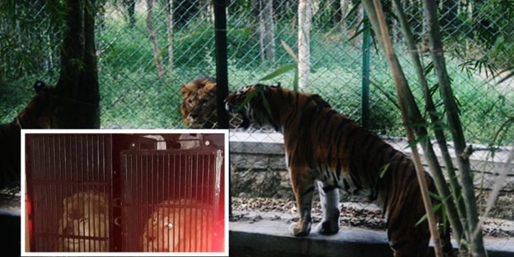 Tigri dhe luanët “shqiptarë”, shkaktojnë skandal në Greqi (VIDEO)