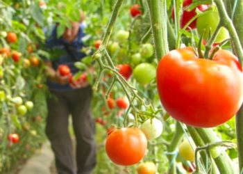 Analiza, ja pse fermerët shqiptarë marrin çmimet më të ulëta për fruta-perimet që eksportojnë