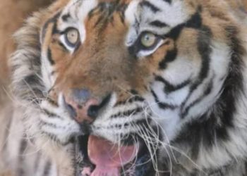 E çuditshme, tigrit në Kopshtin Zoologjik në Tiranë i mungojnë dhëmbët (FOTO)