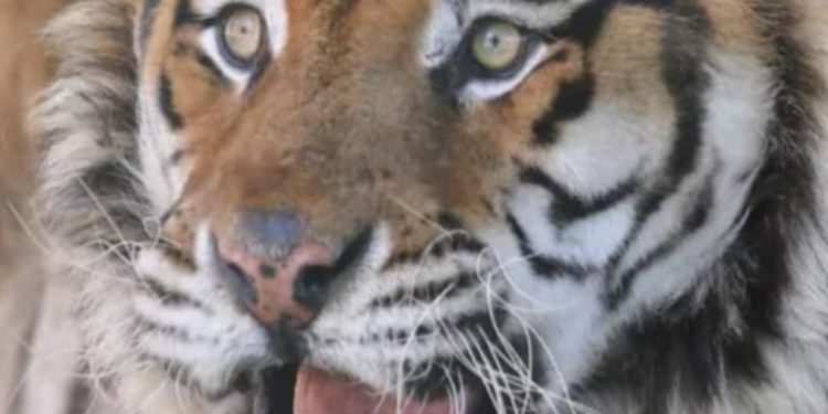 E çuditshme, tigrit në Kopshtin Zoologjik në Tiranë i mungojnë dhëmbët (FOTO)