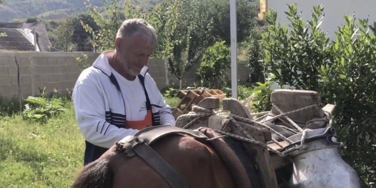 Gjirokastër/Blegtorët drejt falimentimit, shkak çmimet e larta