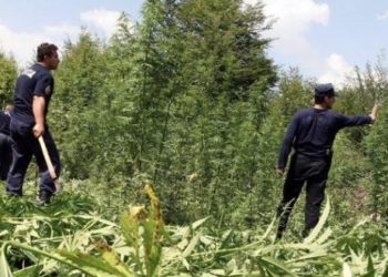 Revista e njohur shkrim për legalizimin e kanabis: Qeveria ‘Rama’ nuk arriti ta shkatërronte biznesin e paligjshëm