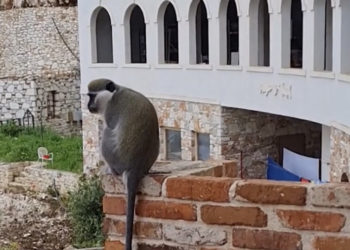 Majmuni i Sarandës, Kiko gjendet i braktisur, shëtit i lirë në qytet