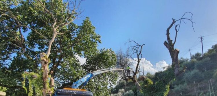 Rrëzohet rrapi në Kordhocë, bllokohet rruga Gjirokastër-Kakavijë (FOTO)