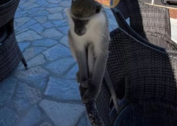 Reagon familja e majmunit që rrahu policët në Sarandë: Kiko është shumë miqësor