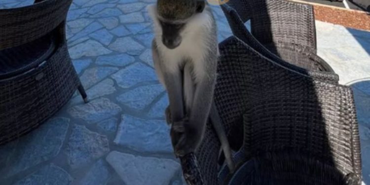 Reagon familja e majmunit që rrahu policët në Sarandë: Kiko është shumë miqësor