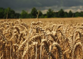 Qeveria “zgjidh qesen”: Kush mbjell një hektar grurë, merr 300 mijë lekë