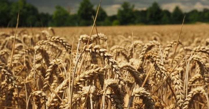 Qeveria “zgjidh qesen”: Kush mbjell një hektar grurë, merr 300 mijë lekë