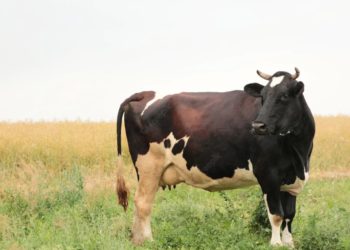 Përgjysmohen krerët: si po falimenton blegtoria në Shqipëri