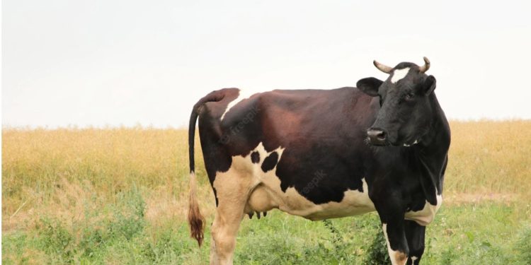 Përgjysmohen krerët: si po falimenton blegtoria në Shqipëri