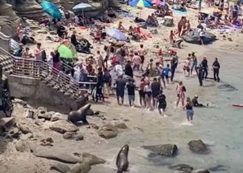 E pazakontë/Fokat “përzënë” turistët nga plazhi (VIDEO)