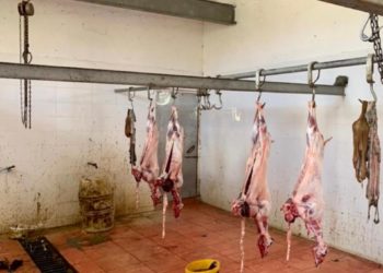 Bllokohet një thertore e paligjshme në Gjirokastër