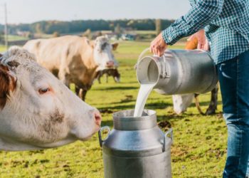 Studimi/ Qumështi artificial mund të ‘nxjerrë jashtë loje’ qumështin e lopës