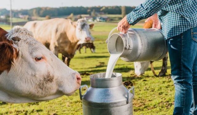 Studimi/ Qumështi artificial mund të ‘nxjerrë jashtë loje’ qumështin e lopës