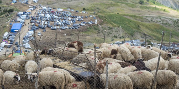 Mijëra qytetarë mblidhen për kurban dhe pelegrinazh në malin e Tomorrit (FOTO)