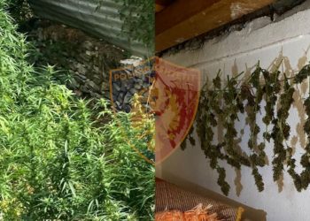 Lazarati nuk heq dorë nga kanabisi, policia ngre dronin dhe zbulon bimët në oborrin e banesës, arrestohet 34-vjeçari