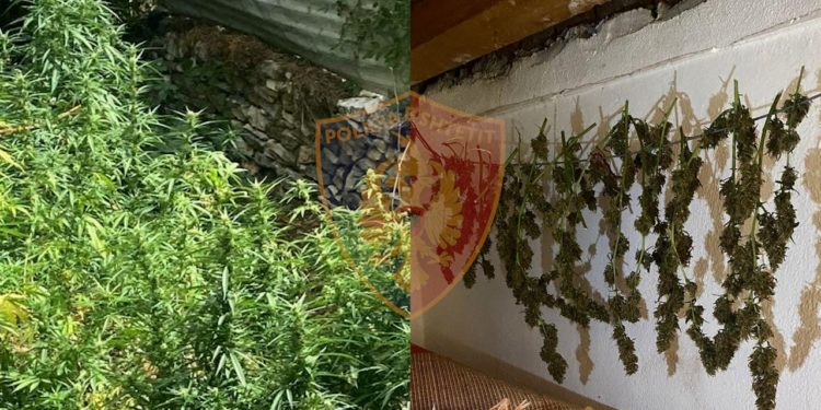 Lazarati nuk heq dorë nga kanabisi, policia ngre dronin dhe zbulon bimët në oborrin e banesës, arrestohet 34-vjeçari
