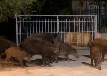 E pazakontë në Greqi! Doli të gjuante derrat e egër natën, por plagosi fqinjen