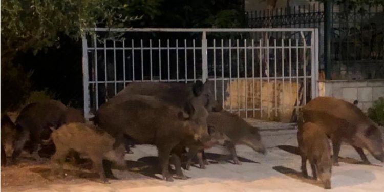 E pazakontë në Greqi! Doli të gjuante derrat e egër natën, por plagosi fqinjen