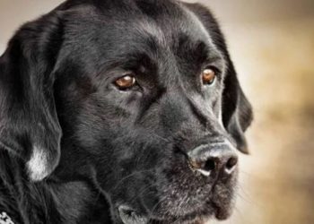 A e dini pse qentë qajnë? Studimi zbulon arsyen