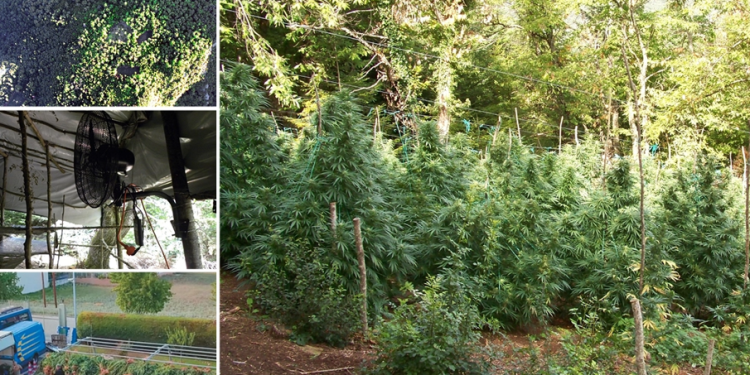 “Mafia shqiptare e greke mbjell super-parcelë kanabisi në Olimp,” sekuestrohen 11 ton hashash në “malin e Perëndive”