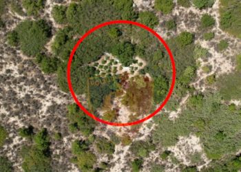 Zbulohet parcelë me kanabis në Memaliaj, arrestohet 50-vjeçari