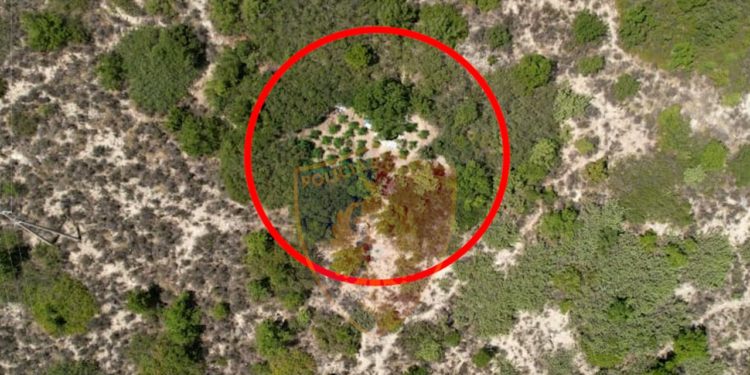 Zbulohet parcelë me kanabis në Memaliaj, arrestohet 50-vjeçari