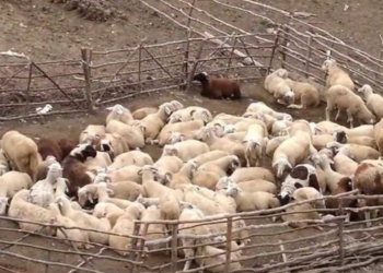 policia, delet, kontrabande, cobani, stan