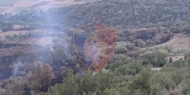 I dogji tokën me agrume bashkëfshatarit, arrestohet i riu nga Memaliaj