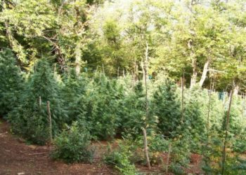 olimp, kanabis, shqiptaret, greqi, policia