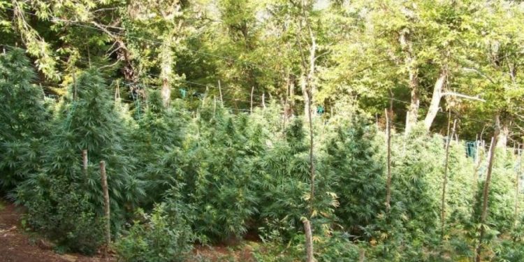 olimp, kanabis, shqiptaret, greqi, policia