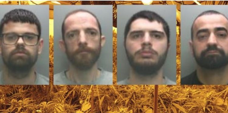 Shtëpi bari pranë gjykatës/ Policia britanike kap mat shqiptarët duke gatuar makarona, zbulohet kanabis me vlerë 1.6 mln paund, 4 në pranga (Emrat)