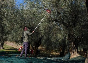 Pronarët grekë të fermave me ullinj janë në hall: Punëtorët shqiptarë po ikin drejt Evropës dhe Britanisë