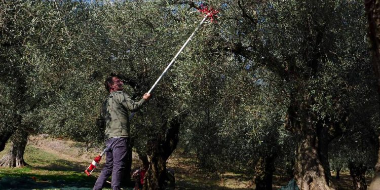 Pronarët grekë të fermave me ullinj janë në hall: Punëtorët shqiptarë po ikin drejt Evropës dhe Britanisë