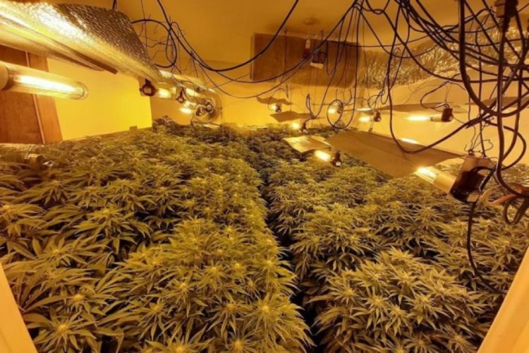 E vërteta e atyre që punojnë në “shtëpi bari” në Angli: Ju nuk do jeni kurrë si pordhacët që lëvizin me makina të bukura. Dhe do bëni burgun që duhet ta kishin bërë ata