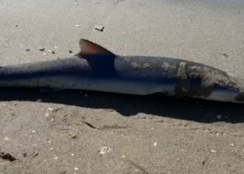 Gjendet një peshkaqen i ngordhur në Plazhin e Vjetër në Vlorë