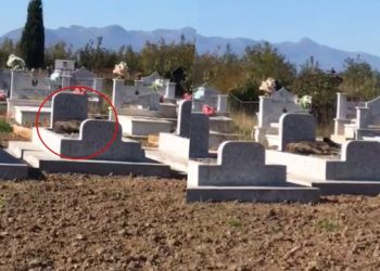 Prekëse/ Qeni fle mbi varrin e pronarit (VIDEO)