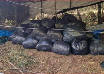 Goditet karteli greko-shqiptar i kanabisit, sekuestrohen mbi 1 ton me vlerë 4 mln euro