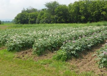 E rëndë/ Fermeri humb jetën pas një incidenti në punë