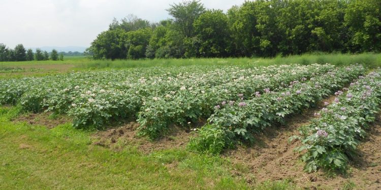 E rëndë/ Fermeri humb jetën pas një incidenti në punë