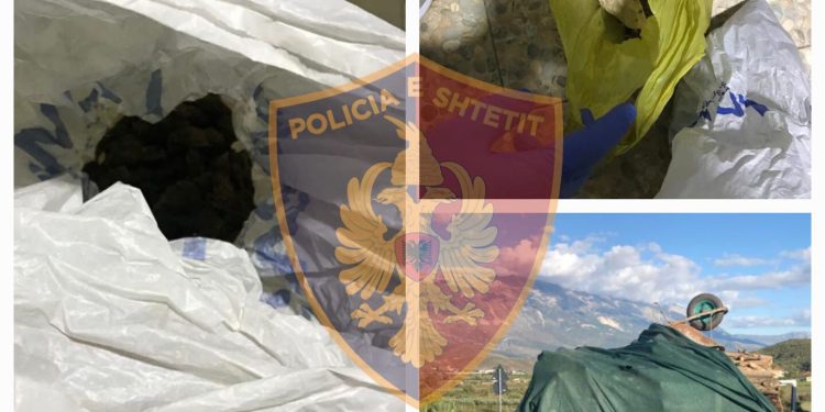 Gjirokastër, i riu arrestohet për prerje të druve pa leje, policia i gjen në shtëpi edhe kanabis