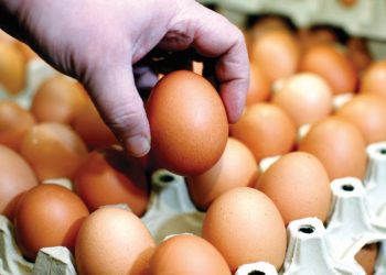 Një shqiptar me pagë mesatare duhet të punojë 1 orë për të blerë 10 kokrra vezë