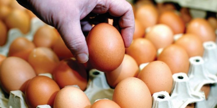 Një shqiptar me pagë mesatare duhet të punojë 1 orë për të blerë 10 kokrra vezë