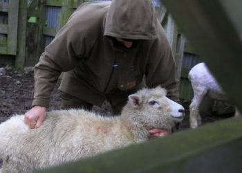 Sherr për delet në Sarandë, dy persona përfundojnë në Prokurori