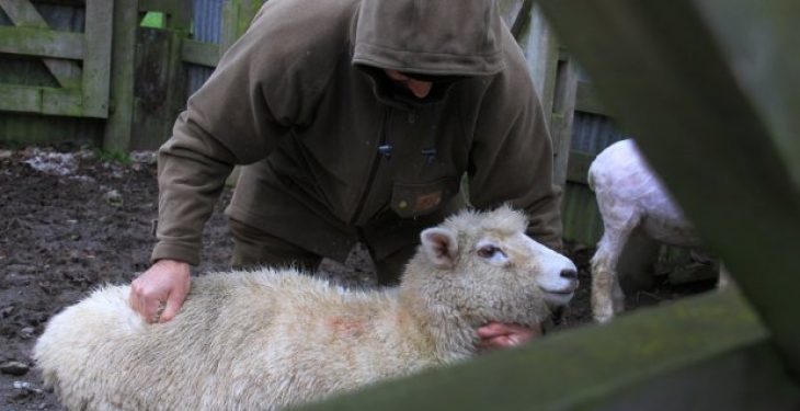 Sherr për delet në Sarandë, dy persona përfundojnë në Prokurori